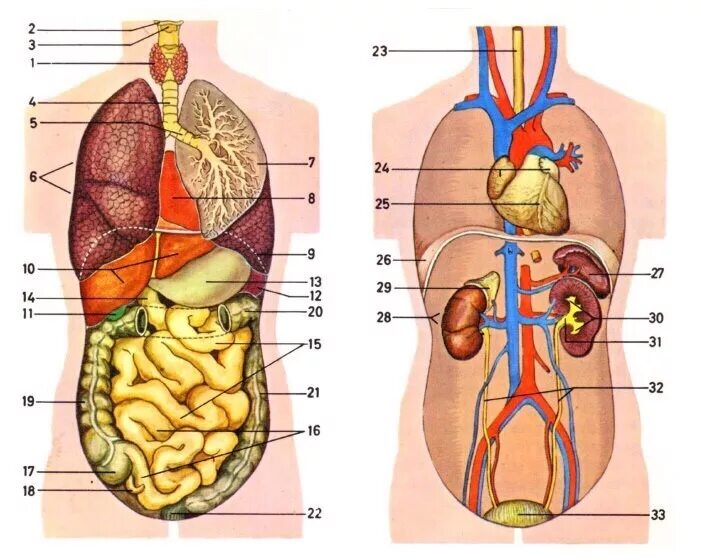 Строение человека внутренние органы. Строение органов спереди. Строение туловища человека органы. Схема строения тела человека с внутренними органами. Любой орган в организме