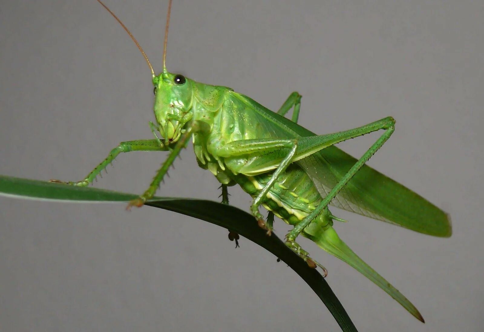 La cétoine dorée, une larve utile au compost Sauterelle, Cetoine, Doryphore