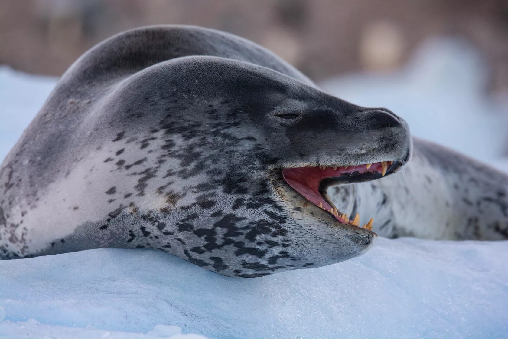 Фото морского леопарда. Морской леопард в Антарктиде. Ластоногие морской леопард. Тюлень-крабоед. Морской леопард и тюлень.