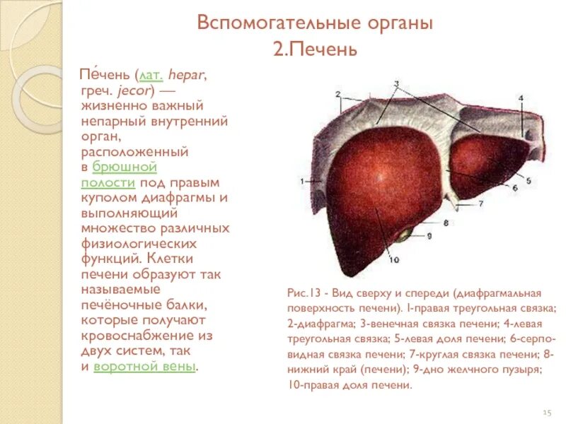 Край печени острый. Диафрагмальная поверхность печени анатомия. Серповидная связка печени анатомия. Круглая связка печени анатомия. Строение печени вид спереди диафрагмальная поверхность.