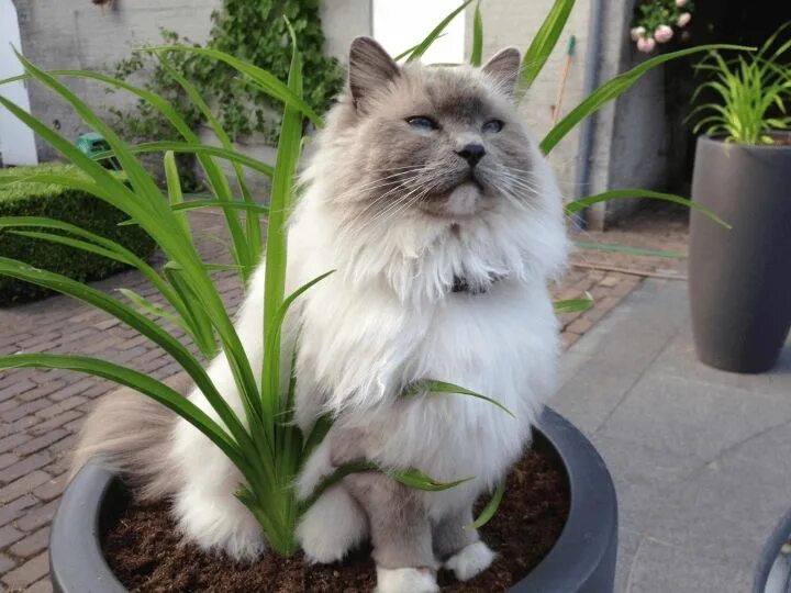 Cat plants. Кошки и комнатные растения. Коты в цветочных горшках. Кот в горшке с цветком. Коты в горшках с цветами.