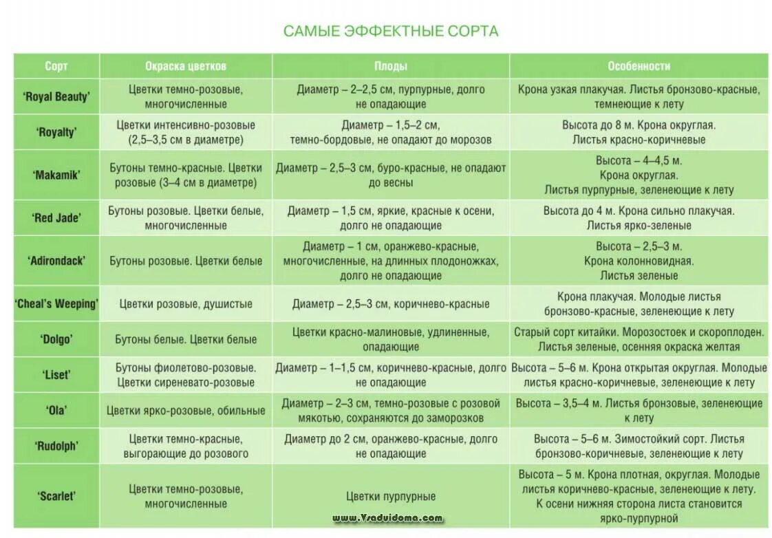 Сроки созревания яблони. Таблица сортов яблонь. Яблоня сорта сравнительная таблица. Сорта яблок таблица. Сорта груш таблица.