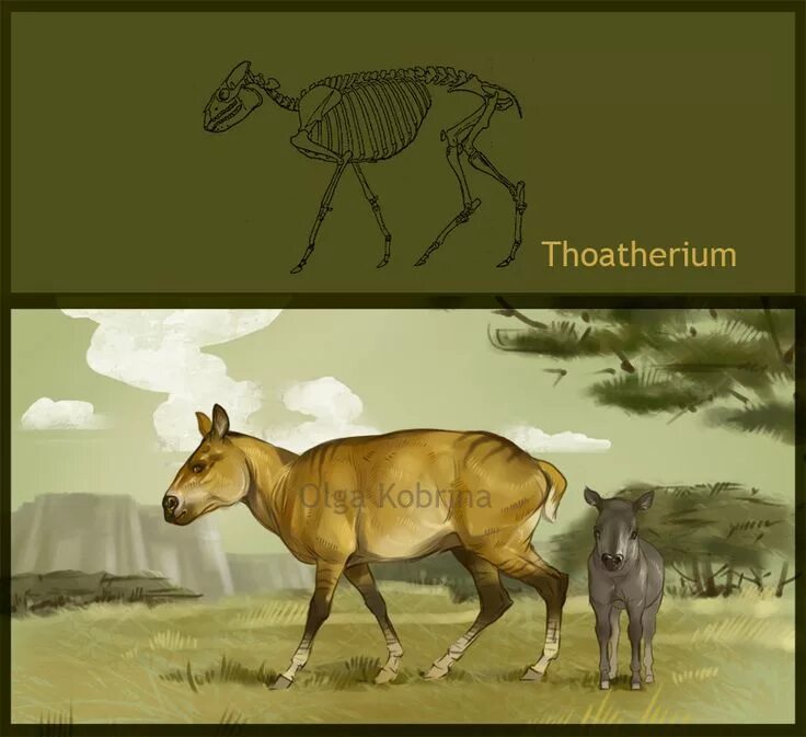 Thoatherium. Макраухения. Литоптерны и лошади. Диадиафорус. Обитатель общества