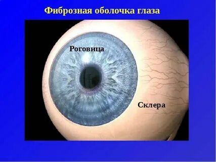 Функции фиброзной оболочки глаза