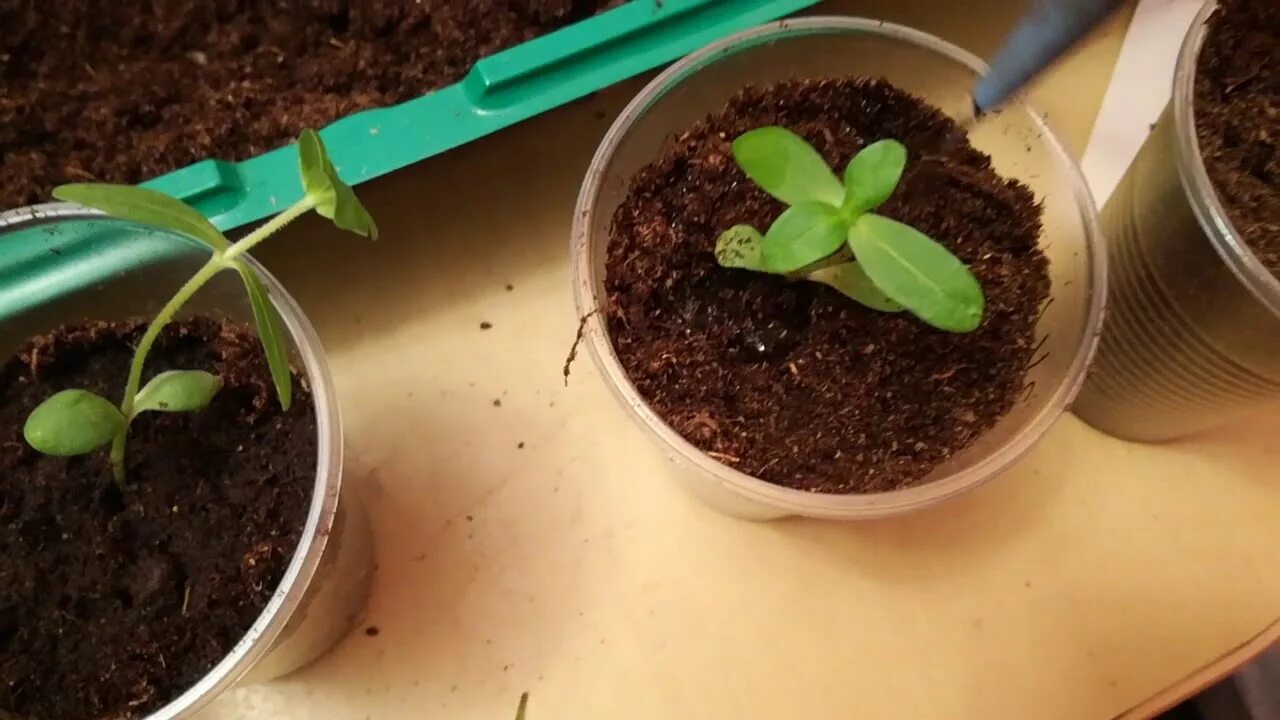 Можно прищипывать цинию