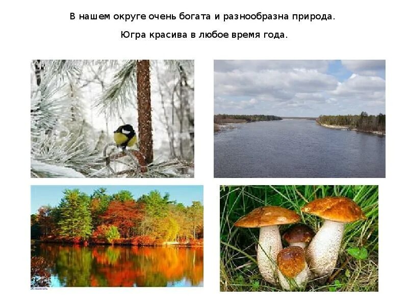 Проект природа нашего края 4 класс Презентация Нижегородская область Наш край 4 класс