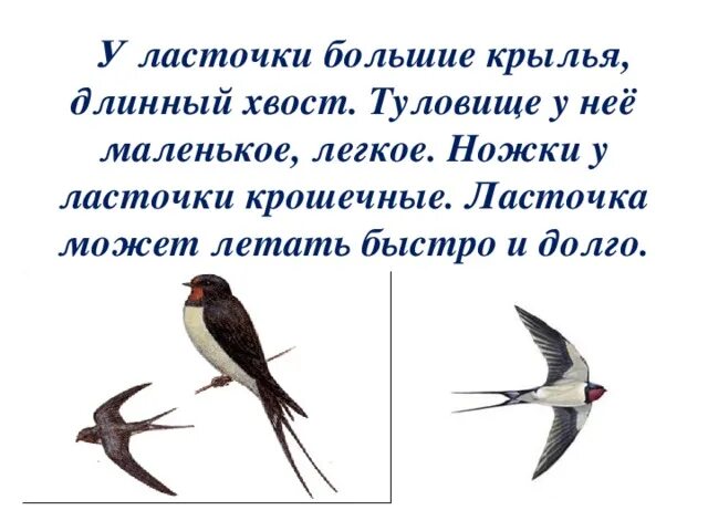 Русская пословица ласточка день начинает. Ласточка. Описание ласточки. Ласточка информация для детей. Ласточка картинка с описанием.