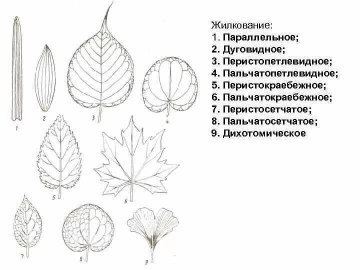 Пальчатопетлевидное жилкование. Форма жилкования листа. Перистокраебежное жилкование. Дуговидное жилкование листовой пластинки.