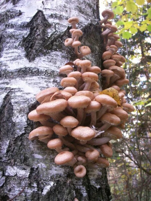 Гриб ложные опята. Лже опята осенние. Опёнок осенний (armillaria mellea). Фото лжеопят. Фото лжеопят.