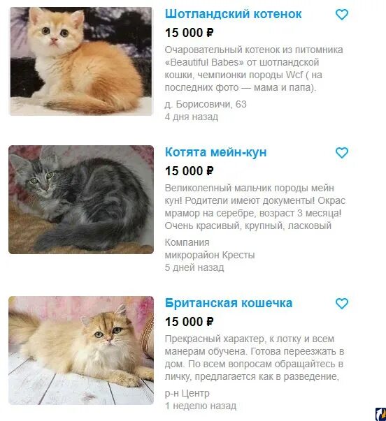 Как определить сколько у кошек котят. Котята. породистые коты персиковый. взрослая кошка и её 20 котят. кошка канадская вислоухая кошка канадская.
