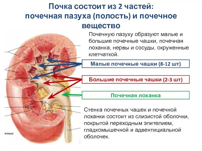 Лоханка находится. Чашечки и лоханка почки анатомия. Почка строение лоханки и чашек. Строение почки чашечка лоханка. Строение стенки почки.