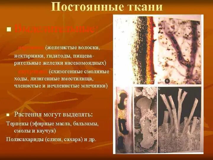 Железистые волоски и железки. Железистые волоски. Выделительные клетки железистые волоски. Выделительная ткань железистые волоски. Железистые волоски и железки.