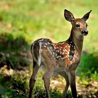 Fawn