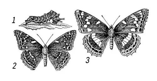 Ленточник Тополёвый Нимфалиды. Тополевый ленточник бабочка раскраска. Ленточник Тополевый самка и самец. Бабочки ленточники рисунок.