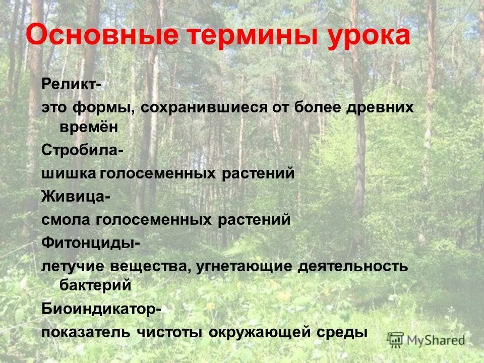 голосеменные растения играют важную роль