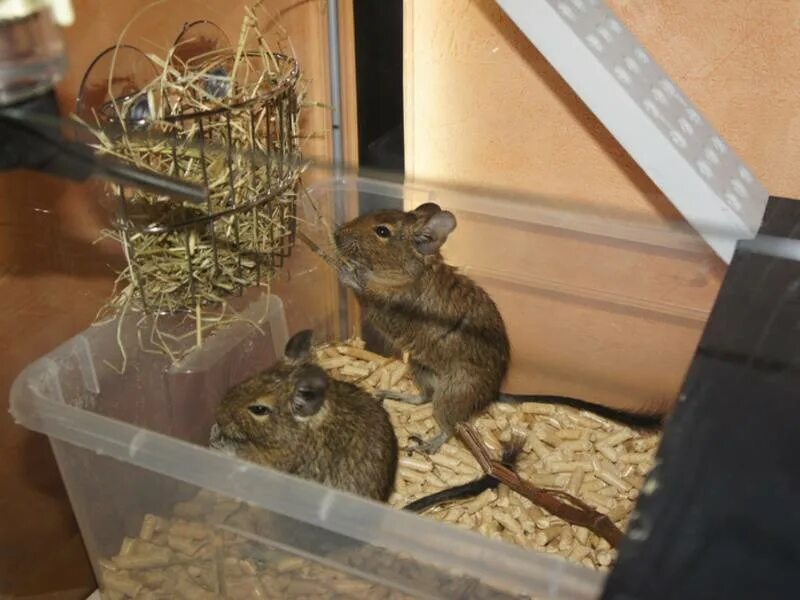 Белка дегу. Дегу чилийская белка черная. Белка дегу домик. Чилийские белки дегу. Белка дегу клетка.