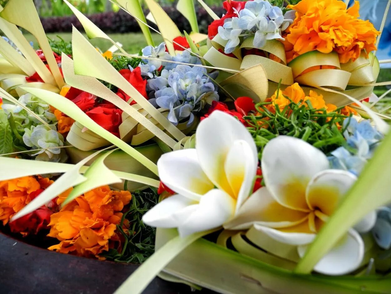 Франжипани Бали. Цветы Франжипани Бали. Остров Бали цветок Балийский. Букет цветов на Бали.