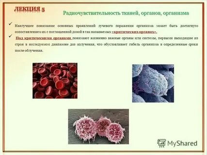 Химическое взаимодействие клеток тканей органов