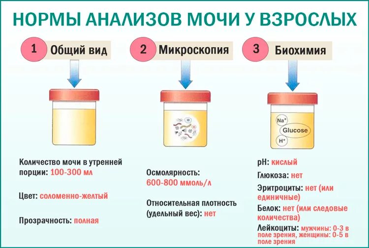 Плохо отходит моча у мужчины. Памятка подготовка к сдаче общего анализа мочи. Правильный сбор мочи на общий анализ. Правила сбора мочи для клинического анализа. Подготовка пациента к сбору мочи на общий анализ мочи.