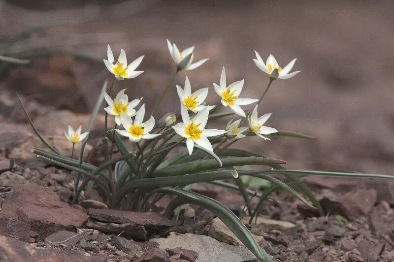 Tulipa bifloriformis. Тюльпан поникающий. Тюльпан поникающий (лат. Túlipa Pátens.