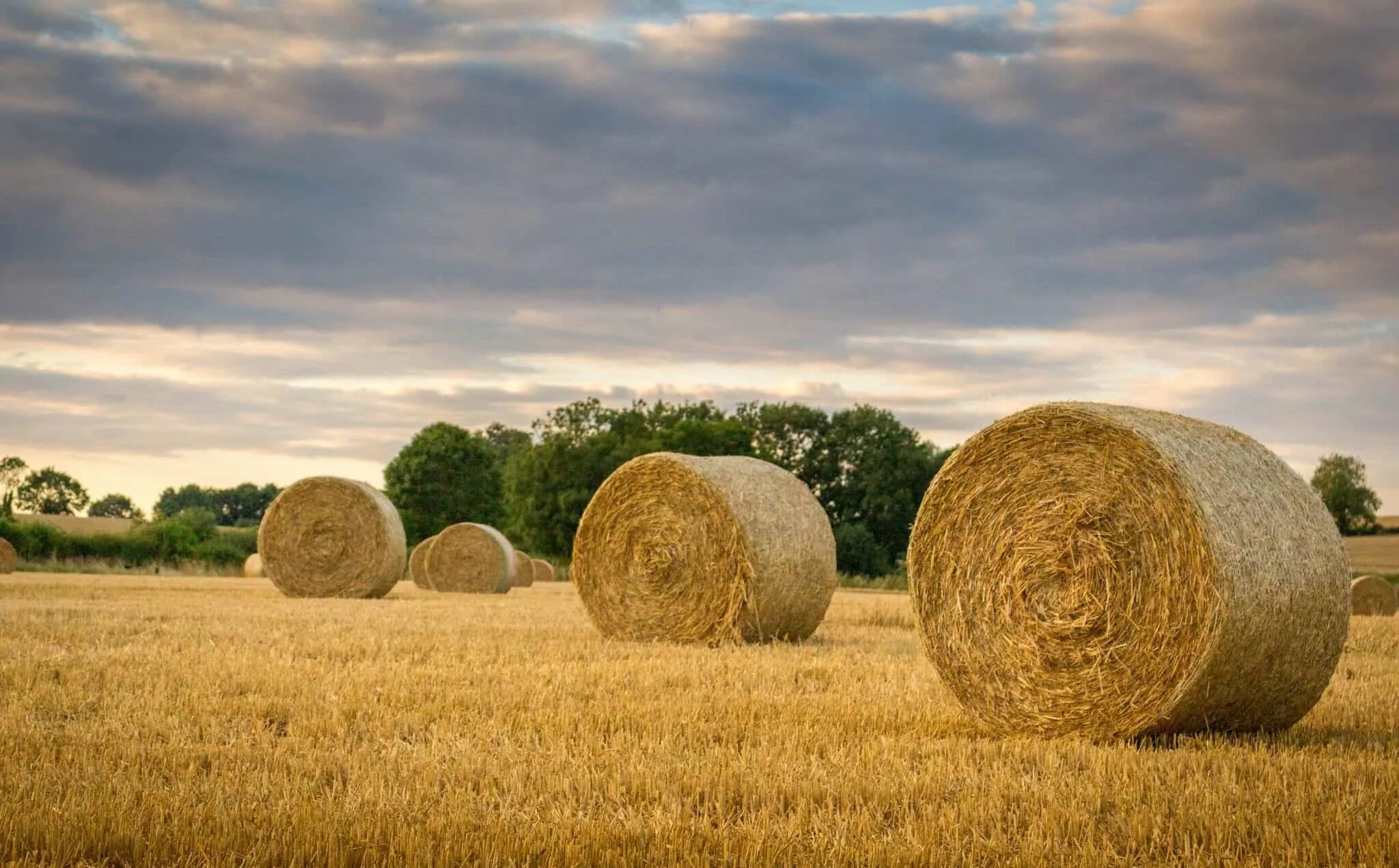 Сено в тюках. Тюк сена. Фото с тюками сена. Hay Bale. Как выглядит сено