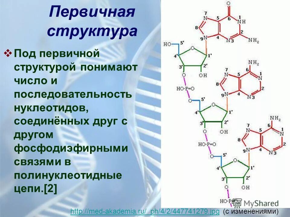 Полинуклеотидная цепь связи