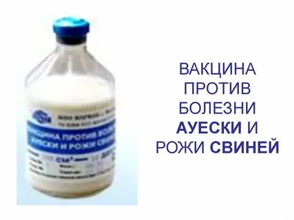 Рожа свиней вакцинация