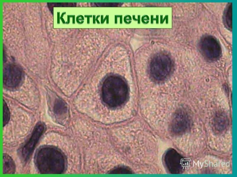 Железистые клетки печени