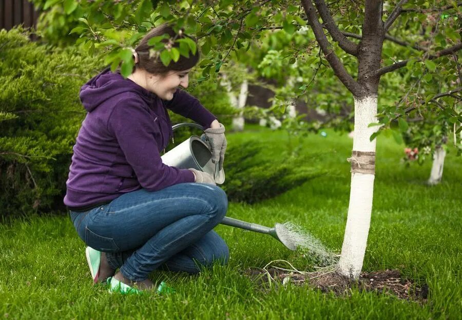 Полив деревьев. Влагозарядный полив смородины. Сколько поливать деревья. Полив орошением сада. Полив сада.