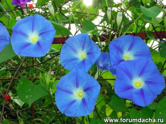 как выглядит цветок ипомея фото