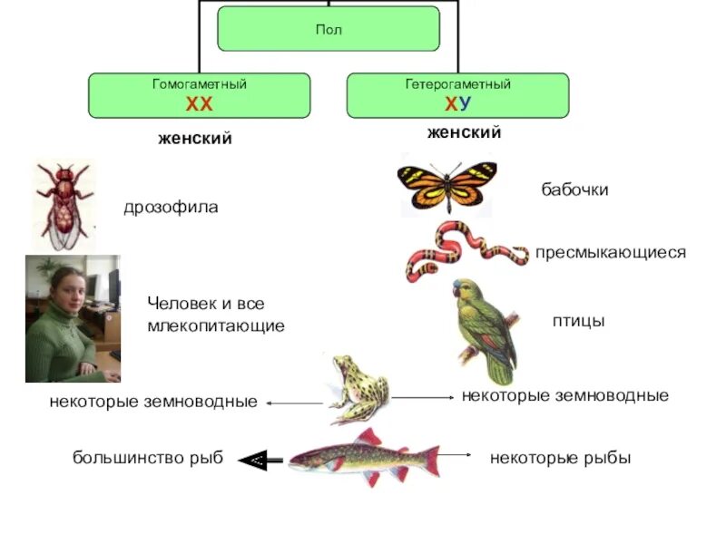 Гомогаметный пол у птиц