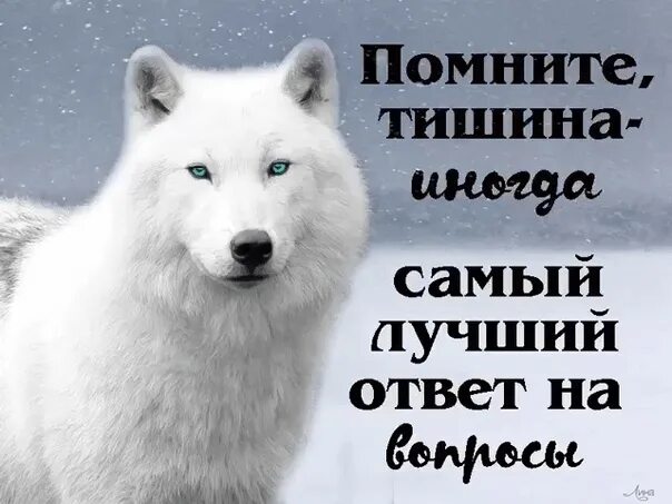 А в ответ тишина текст. Цитаты волка. Цитата волка про молчание. Волчья цитата про тишину. Цитаты про Волков со смыслом.