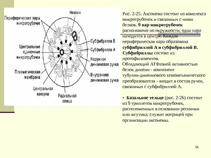 Методы исследования цитологии и гистологии