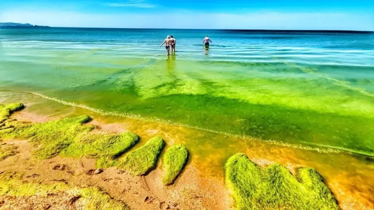 Водоросли в анапе. Цветение моря Витязево Анапа. Камка в Анапе. Анапа Витязево море цветет 2021. Витязево зеленое море.