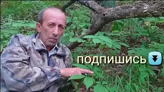 Тайга приключения слушать. Петричук видео.