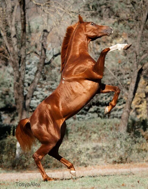 летающий конь. кобыла на дыбах. лошадь породы мустанг. лошадь на дыбах. красивые лошади на дыбах.