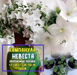 Семена жених и невеста
