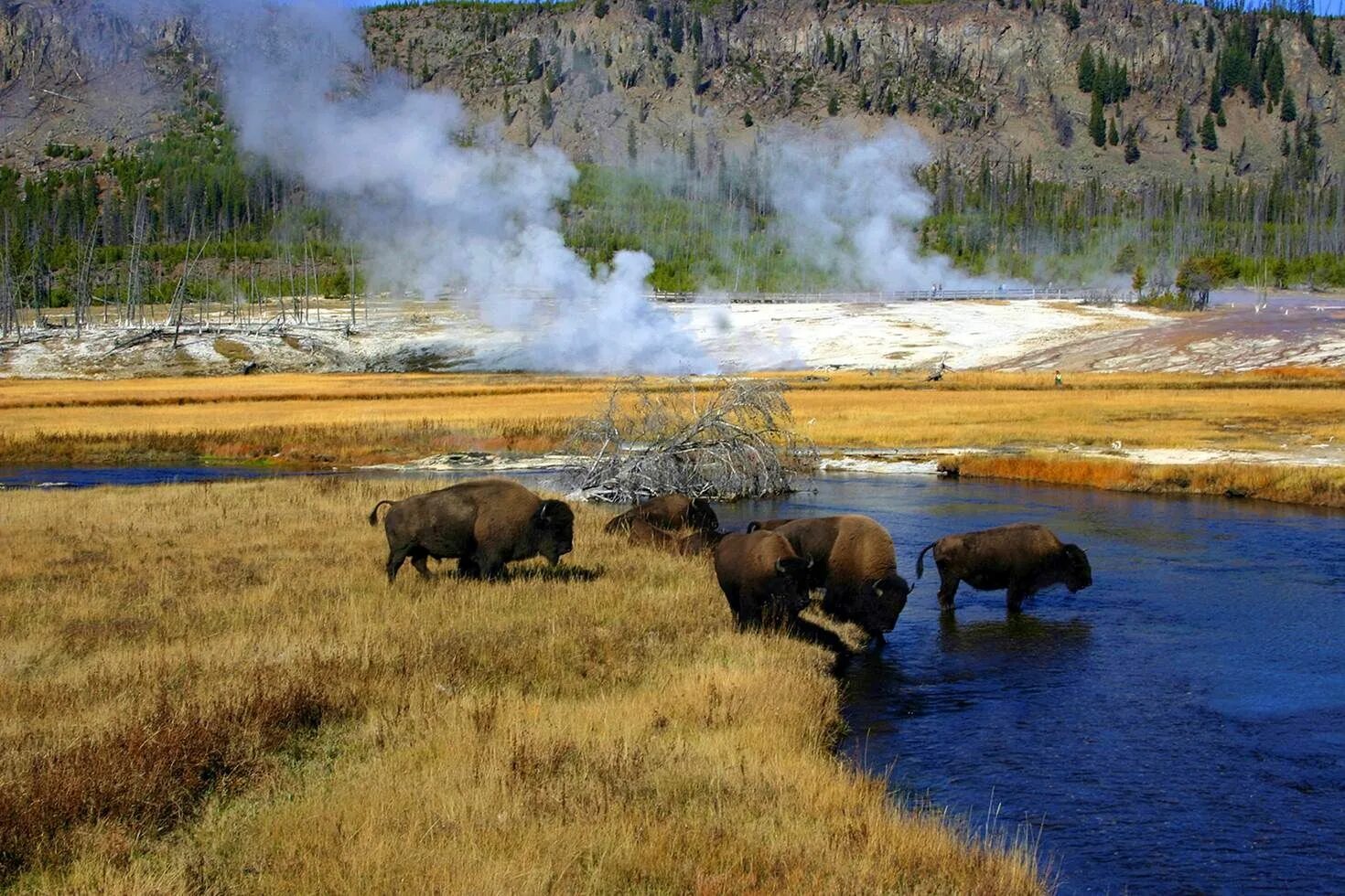 Йеллоустоун штат. Национальный парк Йеллоустоун. Национальный парк Yellowstone США. Штат Монтана Йеллоустонский парк. Йеллоустонский национальный парк (штат Вайоминг).