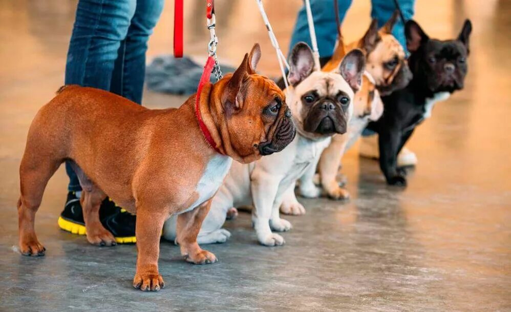 Французский бульдог выставка требования. Французский бульдог в профиль. Шорти булл порода собак. Выставки бульдогов. Авигдорс питомник французских бульдогов.