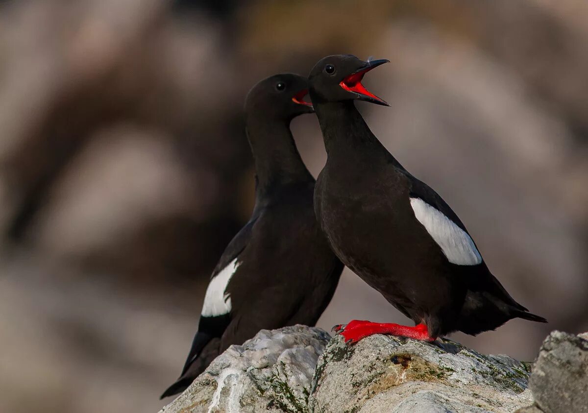 Чистик птица арктики. Чистик птица. Атлантический чистик. Чистик птица. Тихоокеанский чистик.