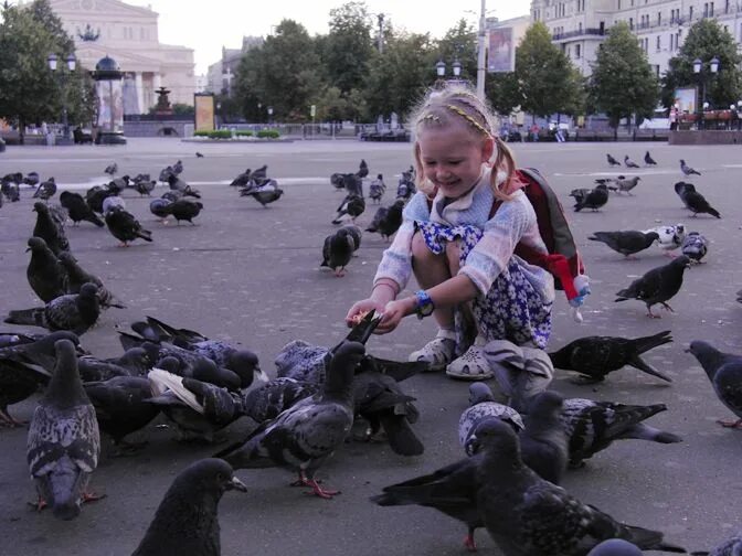 Кормление голубей. Кормить голубей прикол. Дети кормят голубей. Будьте просты как голуби и мудры.