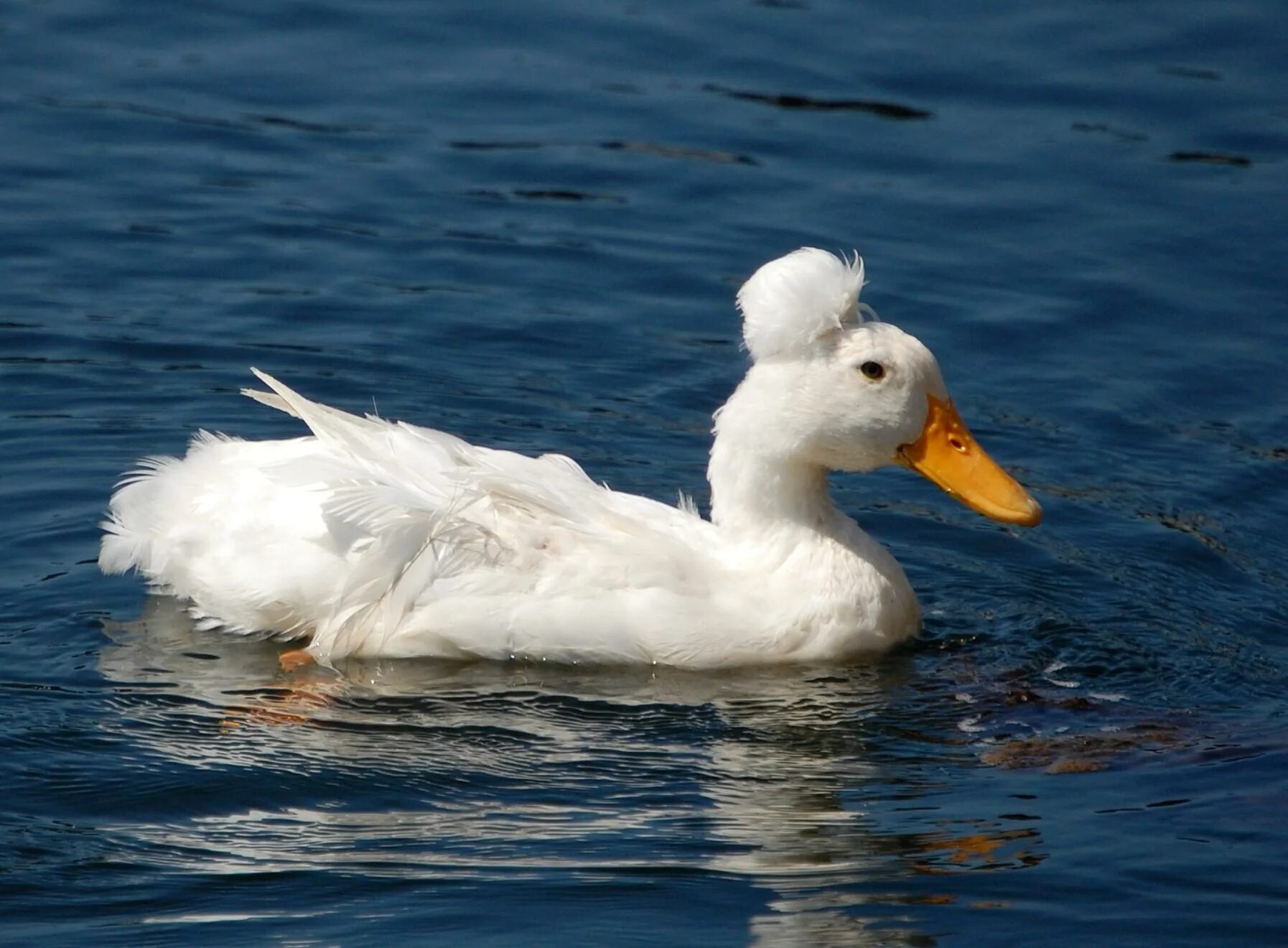 Duck source