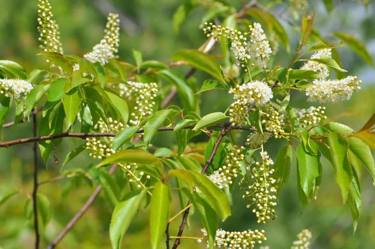 Bird cherry