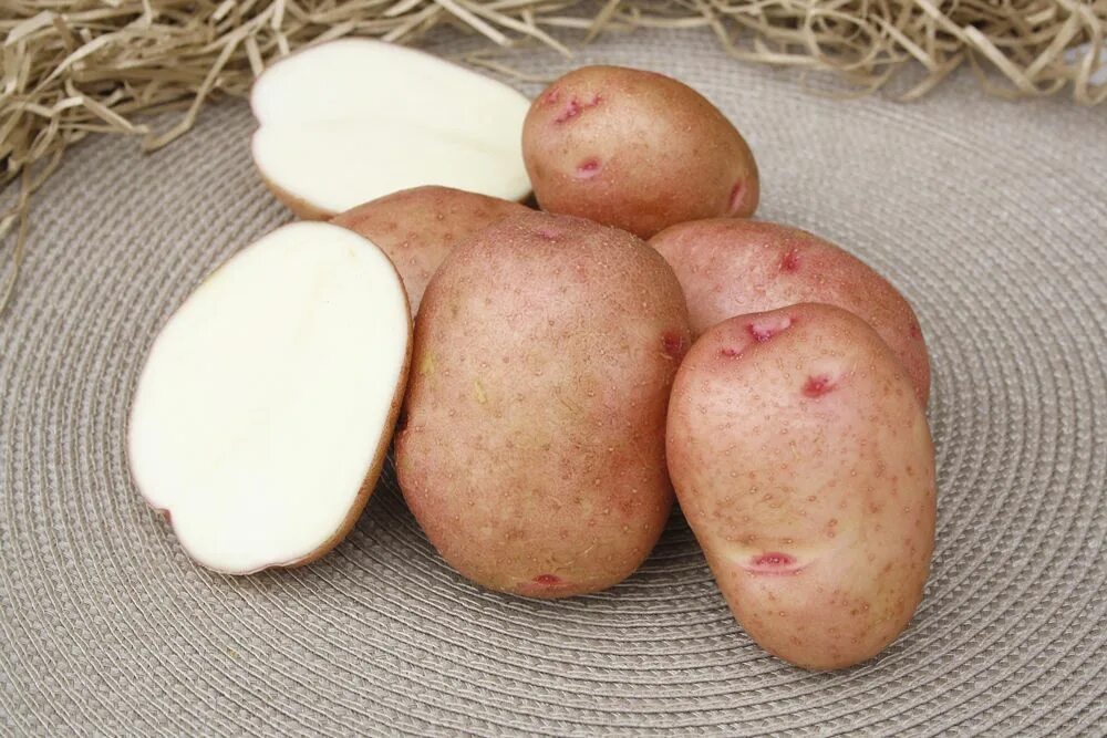 Сорт картофеля самба