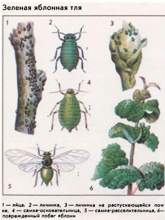 Какое развитие у тли. Зеленая яблонная тля. Яблонно-подорожниковая тля. Яблонная медяница Имаго. Яблонная медяница насекомые-вредители.