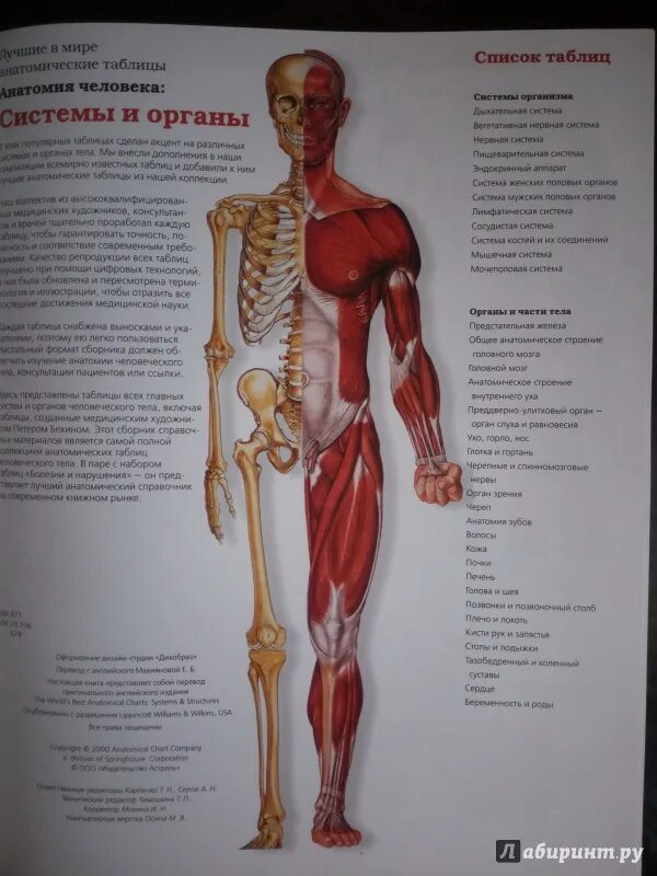 Скелет человека анатомия с органами. Атлас по анатомии скелет человека. Анатомия человека атлас внутренних органов. Анатомический атлас скелета человека.