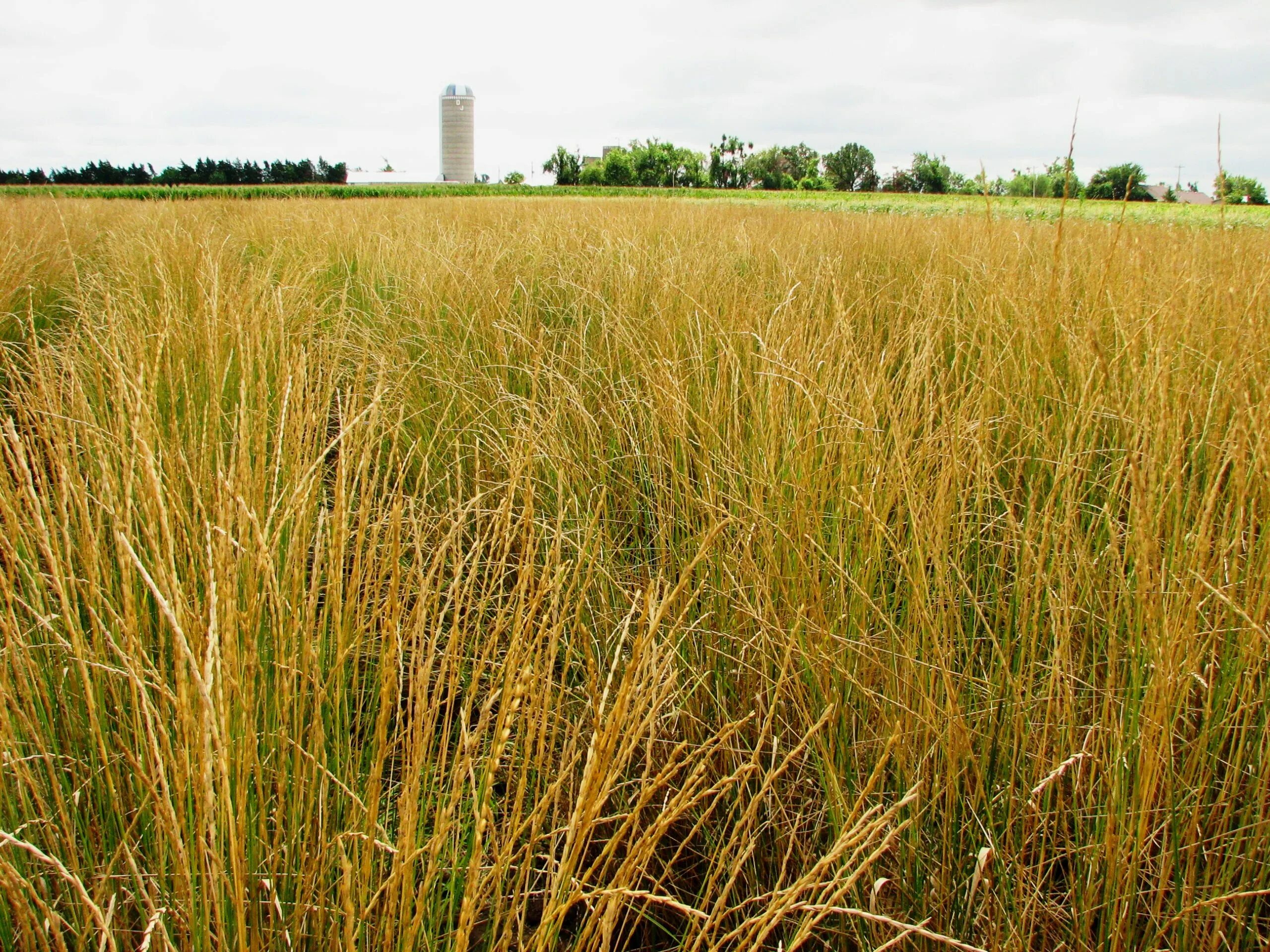 Пшенично-пырейный гибрид 599. Пшенично-пырейный гибрид цицина. Пырей. Тритикале цицин. Пшеница пырей.