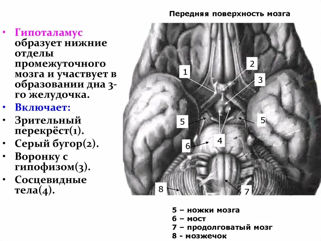 Нижняя поверхность мозга. Зрительный Перекрест промежуточного мозга. Серый бугор промежуточного мозга. Зрительный Перекрест анатомия гипоталамуса. Промежуточный мозг на нижней поверхности головного мозга.