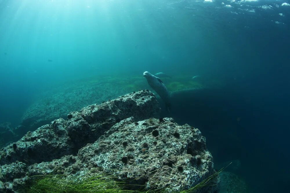 Монерон острова японского моря. Подводный мир остров Монерон. Дно Охотского моря. Мурена Охотское море.