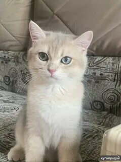 Голубая шиншилла кот